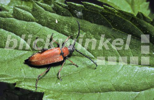 Rothalsbock (Leptura rubra), Weibchen, Deutschland.<BR>(Leptura rubra), female. - F. Hecker Rothalsbock (Leptura rubra), Weibchen, Deutschland.<BR>(Leptura rubra), female. - F. Hecker