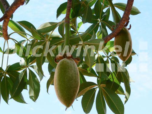 blickwinkel Baobab, Affenbrotbaum (Adansonia digitata