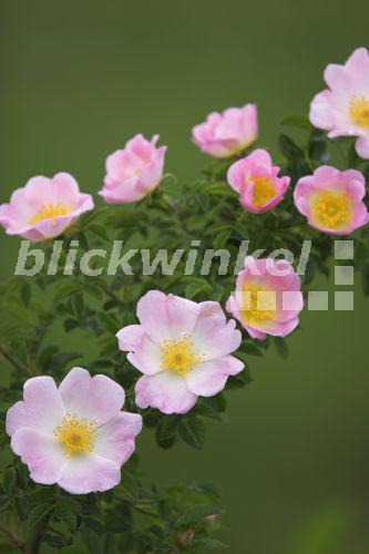 Hunds-Rose, Hundsrose, Hecken-Rose, Heckenrose, Wildrose (Rosa canina), Blueten, Oesterreich, Burgenland, Neusiedler See Nationalpark<BR>dog rose (Rosa canina), blossoms, Austria, Burgenland, Neusiedler See National Park - A. Held Hunds-Rose, Hundsrose, Hecken-Rose, Heckenrose, Wildrose (Rosa canina), Blueten, Oesterreich, Burgenland, Neusiedler See Nationalpark<BR>dog rose (Rosa canina), blossoms, Austria, Burgenland, Neusiedler See National Park - A. Held