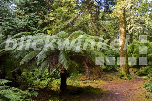 Baumfarn, Baum-Farn (Dicksonia antarctica), Baumfarn im subtropischen Garten, Irland, Kerrysdale, Derreen Gardens, Lauragh<BR>Tasmanian Tree Fern, Soft Tree Fern (Dicksonia antarctica), tree fern in subtropical garden, Ireland, Kerrysdale, Derreen Gardens, Lauragh - A. Held Baumfarn, Baum-Farn (Dicksonia antarctica), Baumfarn im subtropischen Garten, Irland, Kerrysdale, Derreen Gardens, Lauragh<BR>Tasmanian Tree Fern, Soft Tree Fern (Dicksonia antarctica), tree fern in subtropical garden, Ireland, Kerrysdale, Derreen Gardens, Lauragh - A. Held
