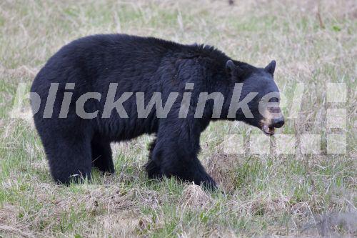 Schwarzbaer, Schwarz-Baer (Ursus americanus), auf einer Wiese bruellend, Kanada, Alberta, Jasper Nationalpark<BR>American black bear (Ursus americanus), in a meadow, Canada, Alberta, Jasper National Park - S. Schuetter Schwarzbaer, Schwarz-Baer (Ursus americanus), auf einer Wiese bruellend, Kanada, Alberta, Jasper Nationalpark<BR>American black bear (Ursus americanus), in a meadow, Canada, Alberta, Jasper National Park - S. Schuetter
