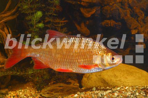 blickwinkel GoldRotfeder, Goldrotfeder (Scardinius erythrophthalmus