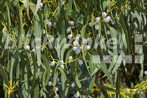 Blickwinkel Blauer Eukalyptus Gewoehnlicher Eukalyptus Tasmanischer