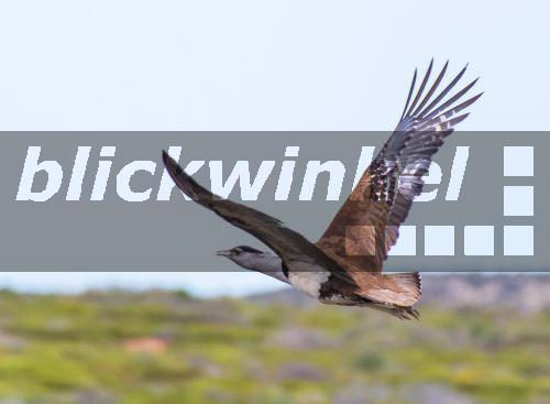 Wammentrappe, Wammen-Trappe (Ardeotis australis), im Flug, Australien, Westaustralien, Nanga Station<BR>Australian Bustard (Ardeotis australis), in flight, Australia, Western Australia, Nanga Station - H. Baesemann Wammentrappe, Wammen-Trappe (Ardeotis australis), im Flug, Australien, Westaustralien, Nanga Station<BR>Australian Bustard (Ardeotis australis), in flight, Australia, Western Australia, Nanga Station - H. Baesemann