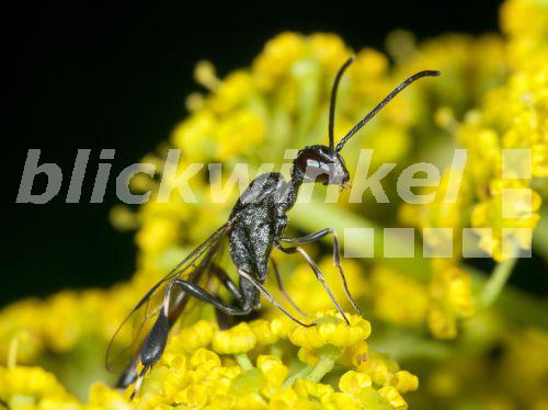 Schmalbauchwespe, Gasteruption tournieri (Gasteruption tournieri), Maennchen bei der Nahrungsaufnahme auf Pastinak (Pastinaca sativa), Deutschland<BR>gasteruptid wasp (Gasteruption tournieri), male foraging on Parsnip (Pastinaca sativa), Germany - R. Guenter Schmalbauchwespe, Gasteruption tournieri (Gasteruption tournieri), Maennchen bei der Nahrungsaufnahme auf Pastinak (Pastinaca sativa), Deutschland<BR>gasteruptid wasp (Gasteruption tournieri), male foraging on Parsnip (Pastinaca sativa), Germany - R. Guenter