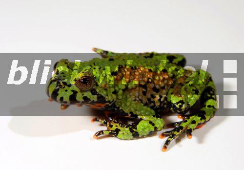 Chinesische Rotbauchunke, Orientalische Rotbauchunke (Bombina orientalis), ungewoehnliche Farbmorphe, Freisteller<BR>Oriental fire-bellied toad (Bombina orientalis), abnormal colour morph, cutout - B. Trapp Chinesische Rotbauchunke, Orientalische Rotbauchunke (Bombina orientalis), ungewoehnliche Farbmorphe, Freisteller<BR>Oriental fire-bellied toad (Bombina orientalis), abnormal colour morph, cutout - B. Trapp